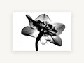 Daffodil Back Light, floral canvas wall art print, front view