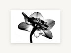 Daffodil Back Light, floral canvas wall art print, front view