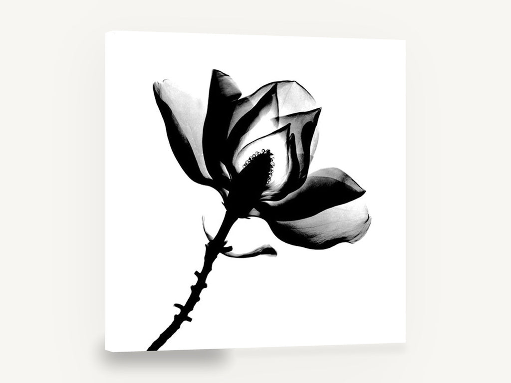 Magnolia in Silhouette, magnolia flower black and white photograph, floral canvas wall art print ready to hang