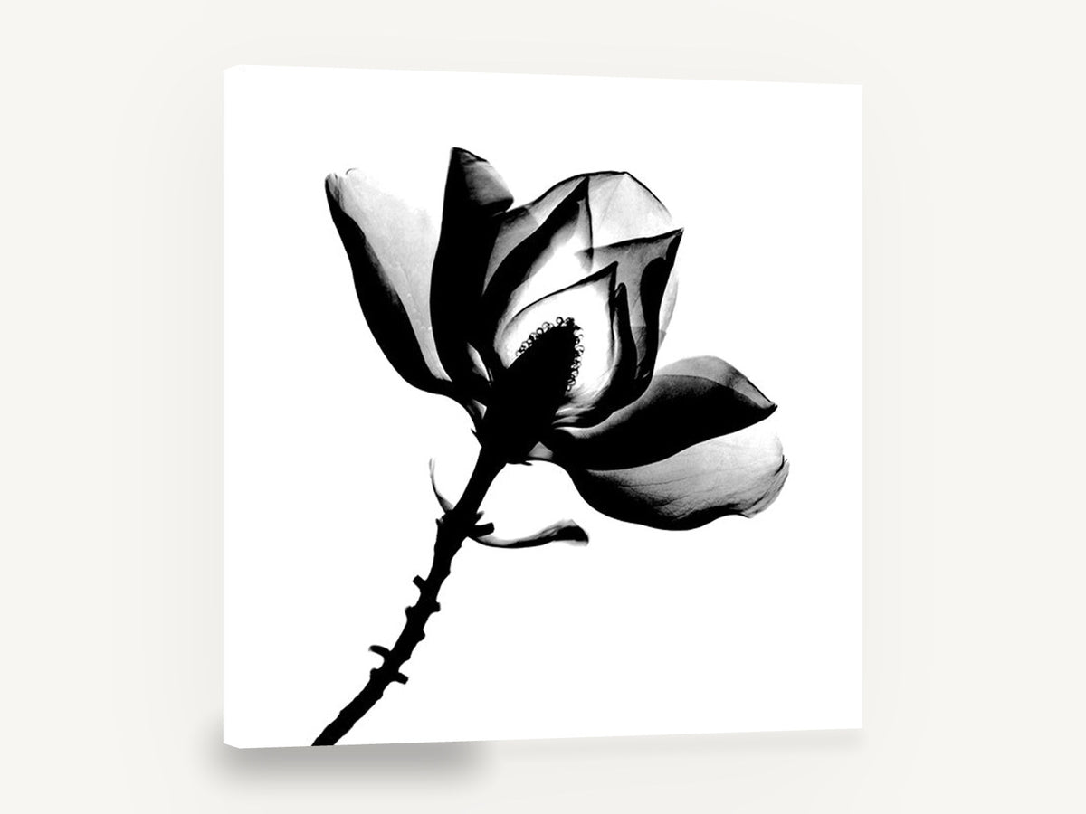 Magnolia in Silhouette, magnolia flower black and white photograph, floral canvas wall art print ready to hang