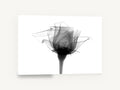 Rose in Translucence, rose x-ray black and white photograph, floral canvas wall art print ready to hang