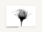 Rose in Translucence, rose x-ray black and white photograph, floral canvas wall art print ready to hang