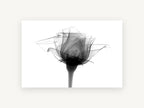 Rose in Translucence, floral canvas wall art print, front view