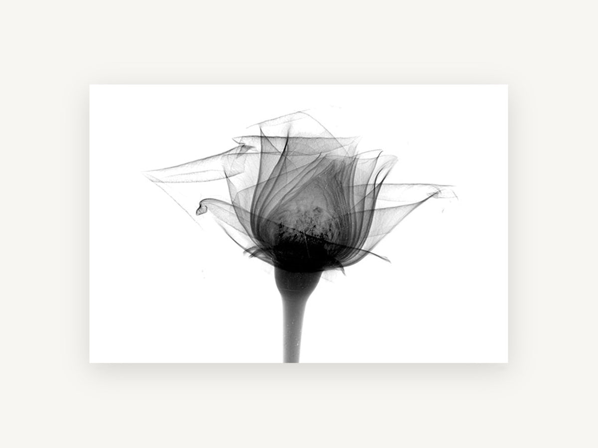 Rose in Translucence, floral canvas wall art print, front view