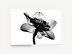 Daffodil Back Lit, daffodil x-ray black and white photograph, floral canvas wall art print ready to hang