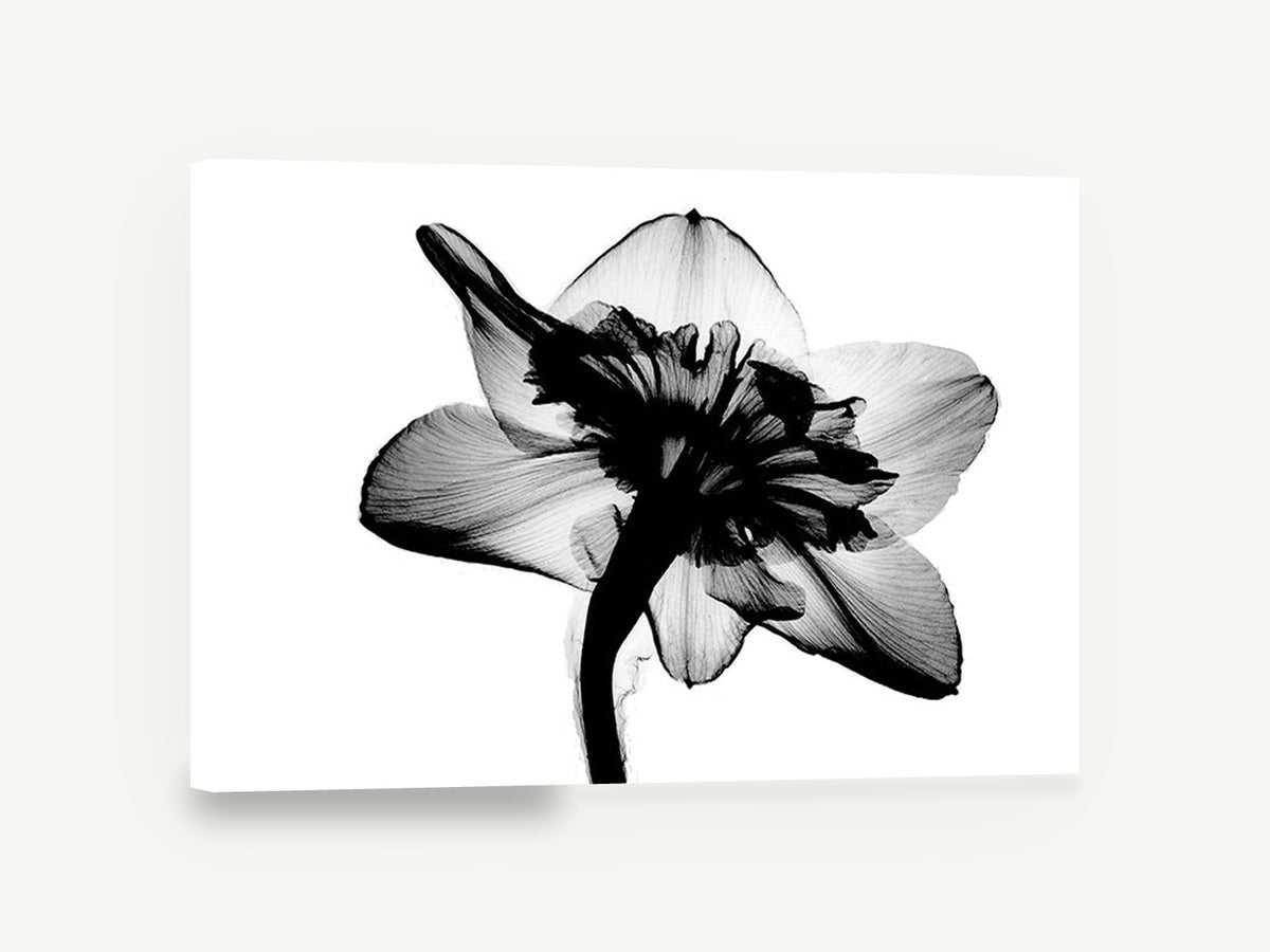 Daffodil Back Lit, daffodil x-ray black and white photograph, floral canvas wall art print ready to hang