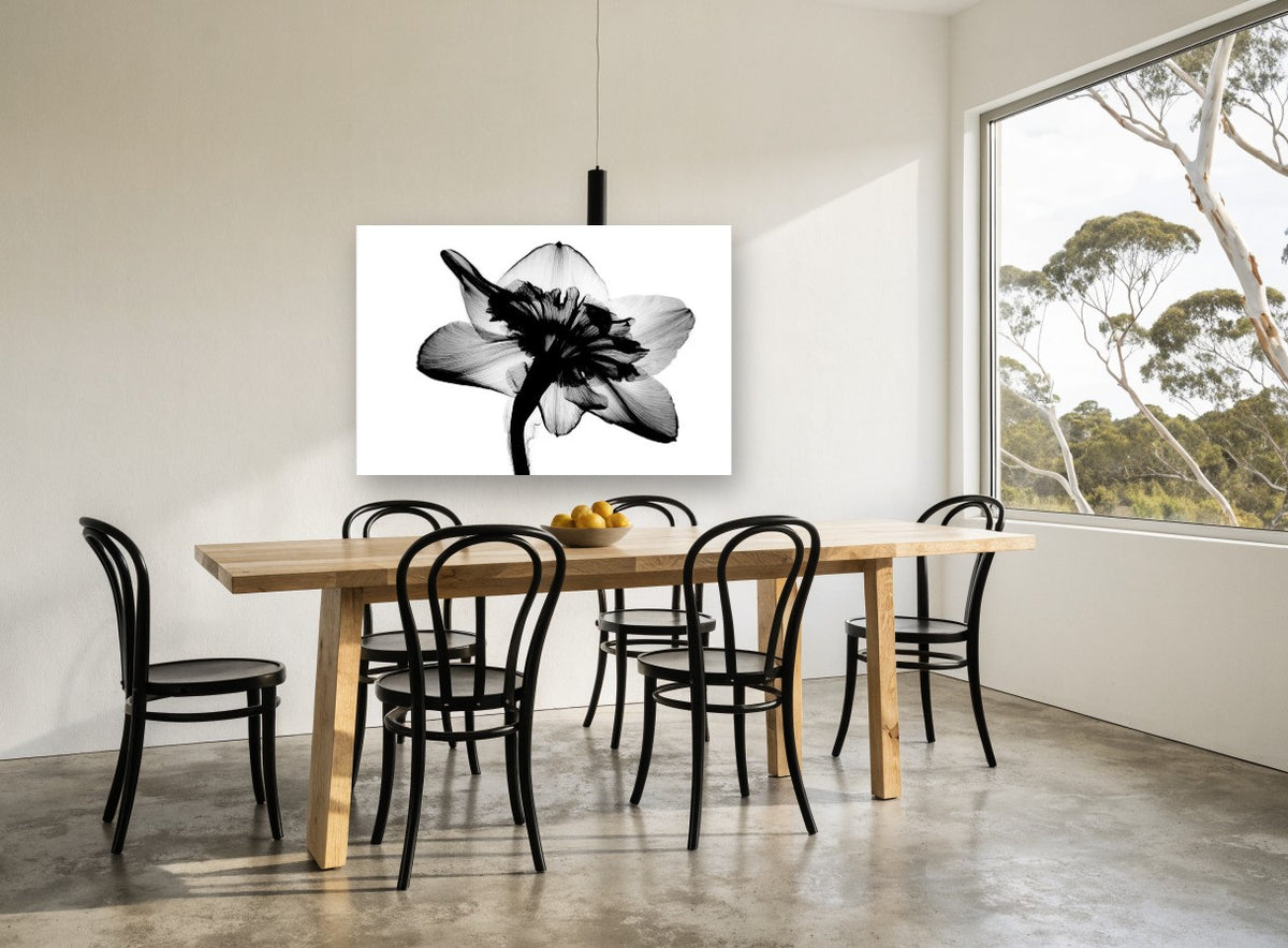 Daffodil Back Lit floral canvas print on the wall of a dining room