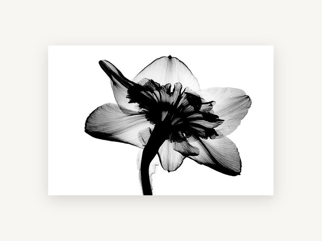 Daffodil Back Lit, floral canvas wall art print, front view