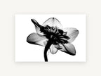 Daffodil Back Lit, floral canvas wall art print, front view