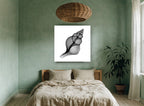 Penion Shell X-Ray coastal canvas print on the wall of a bedroom