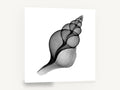 Penion Shell X-Ray, penion shell x-ray black and white, coastal canvas wall art print ready to hang
