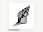 Penion Shell X-Ray, penion shell x-ray black and white, coastal canvas wall art print ready to hang