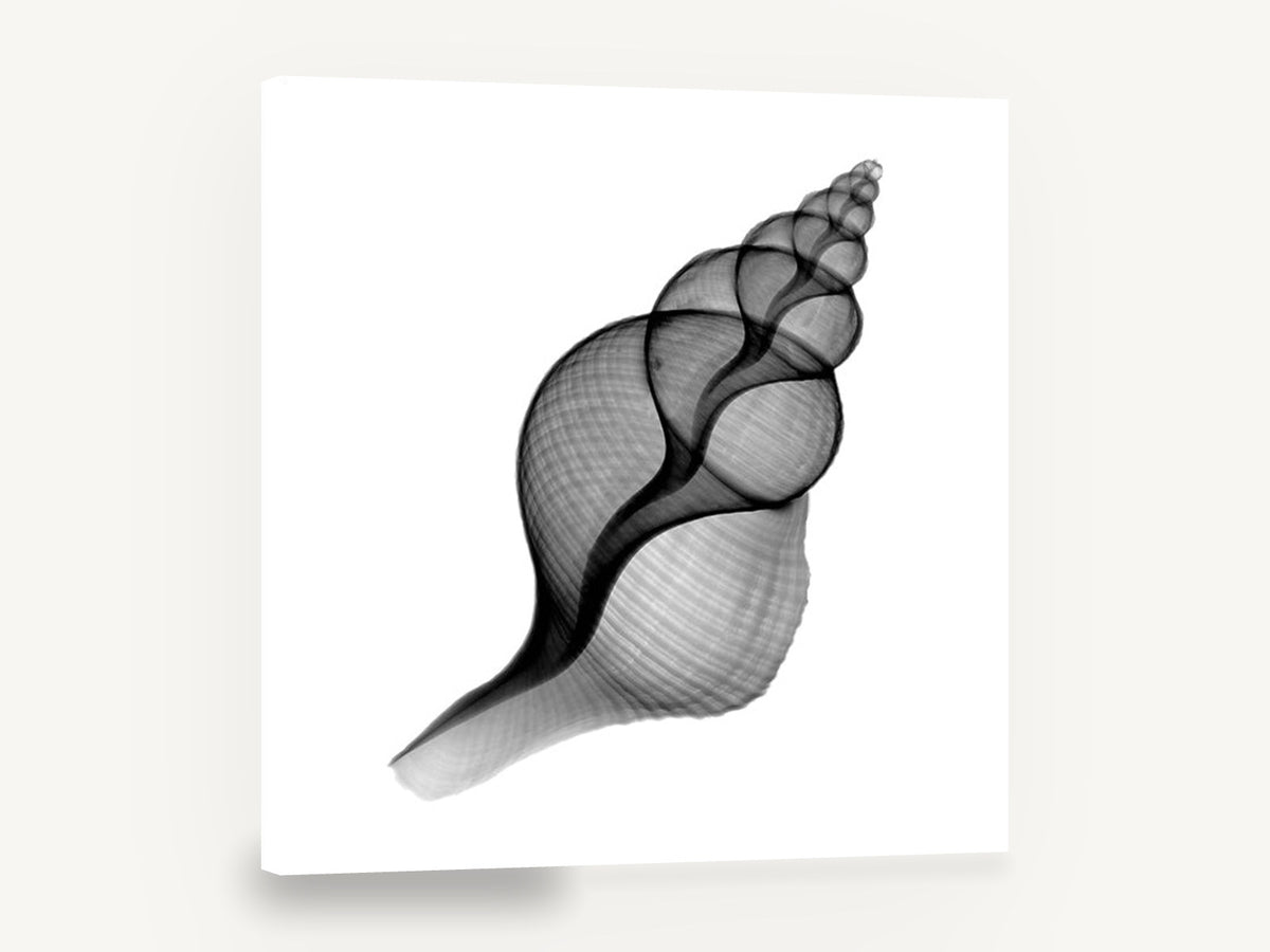 Penion Shell X-Ray, penion shell x-ray black and white, coastal canvas wall art print ready to hang