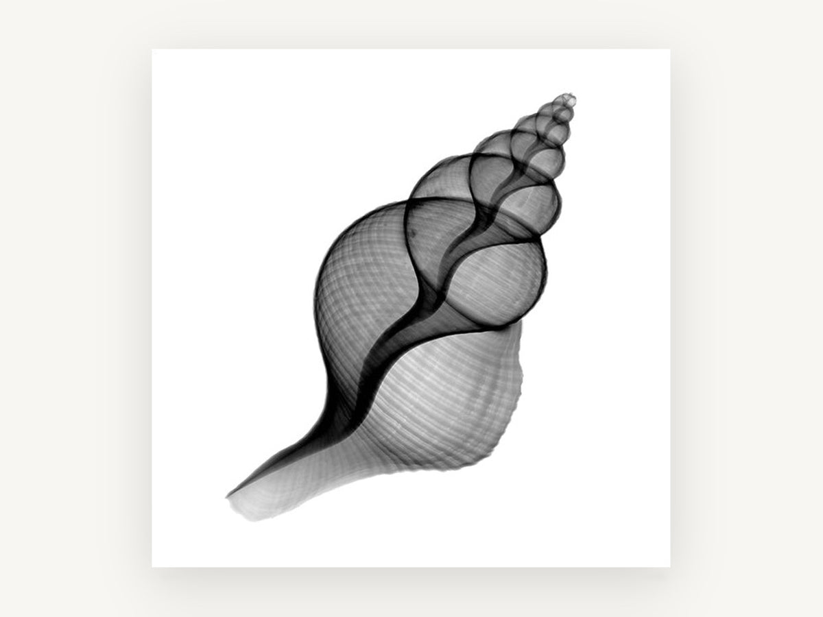 Penion Shell X-Ray, coastal canvas wall art print, front view
