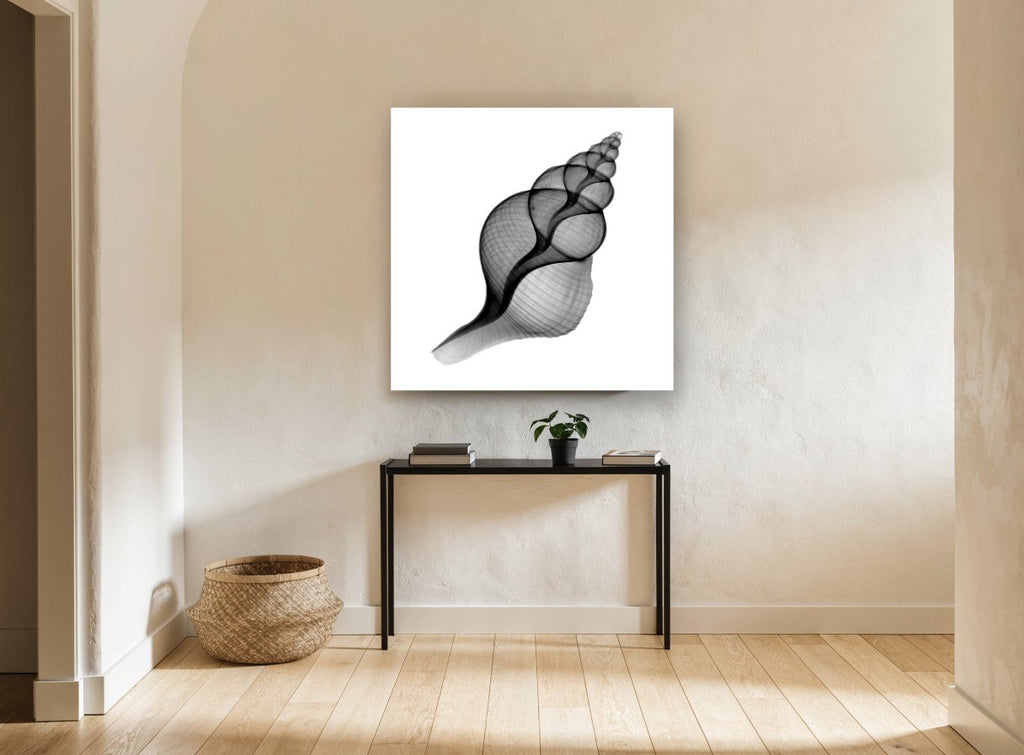 Penion Shell X-Ray coastal canvas print on the wall of a hallway