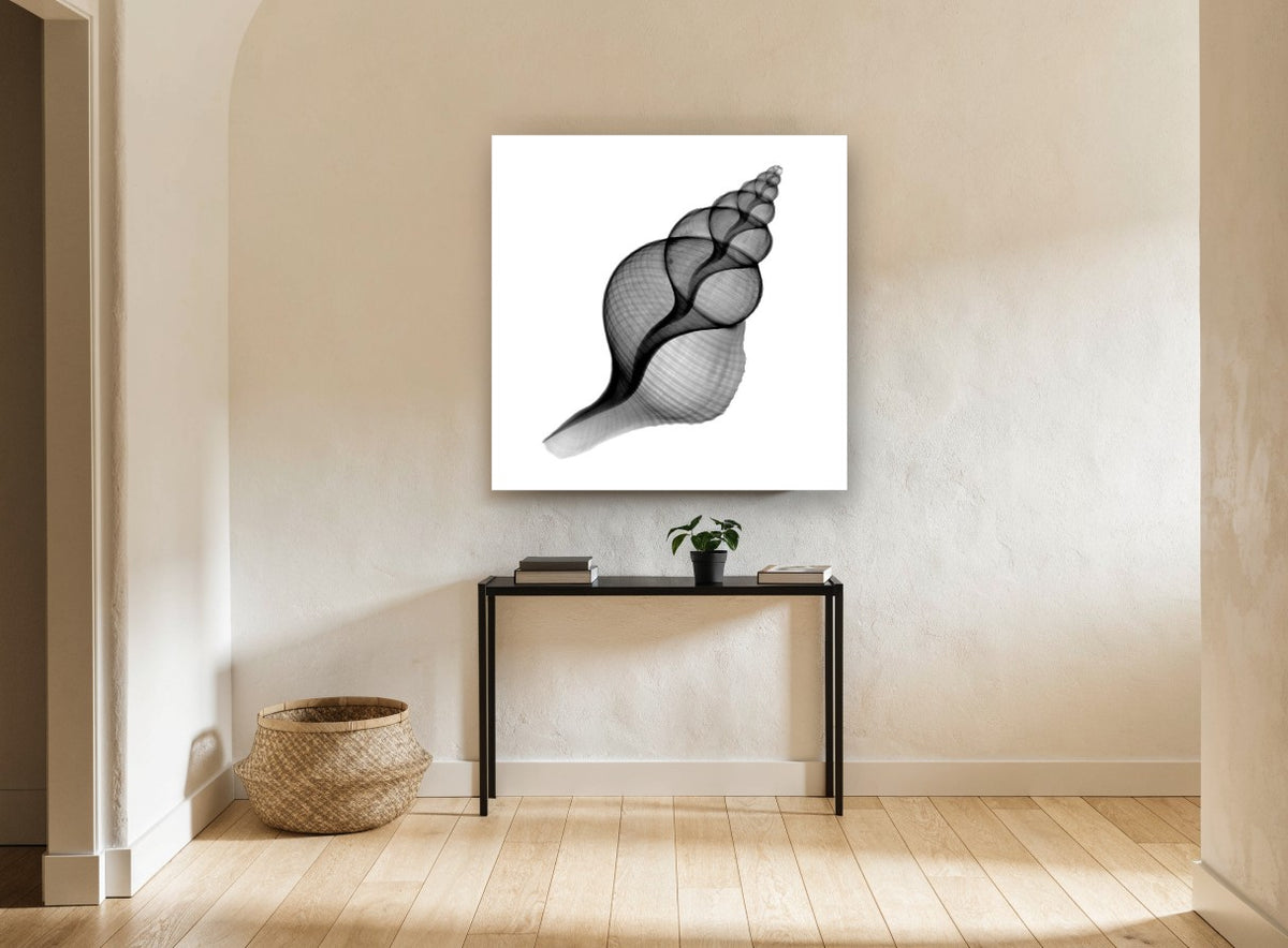 Penion Shell X-Ray coastal canvas print on the wall of a hallway