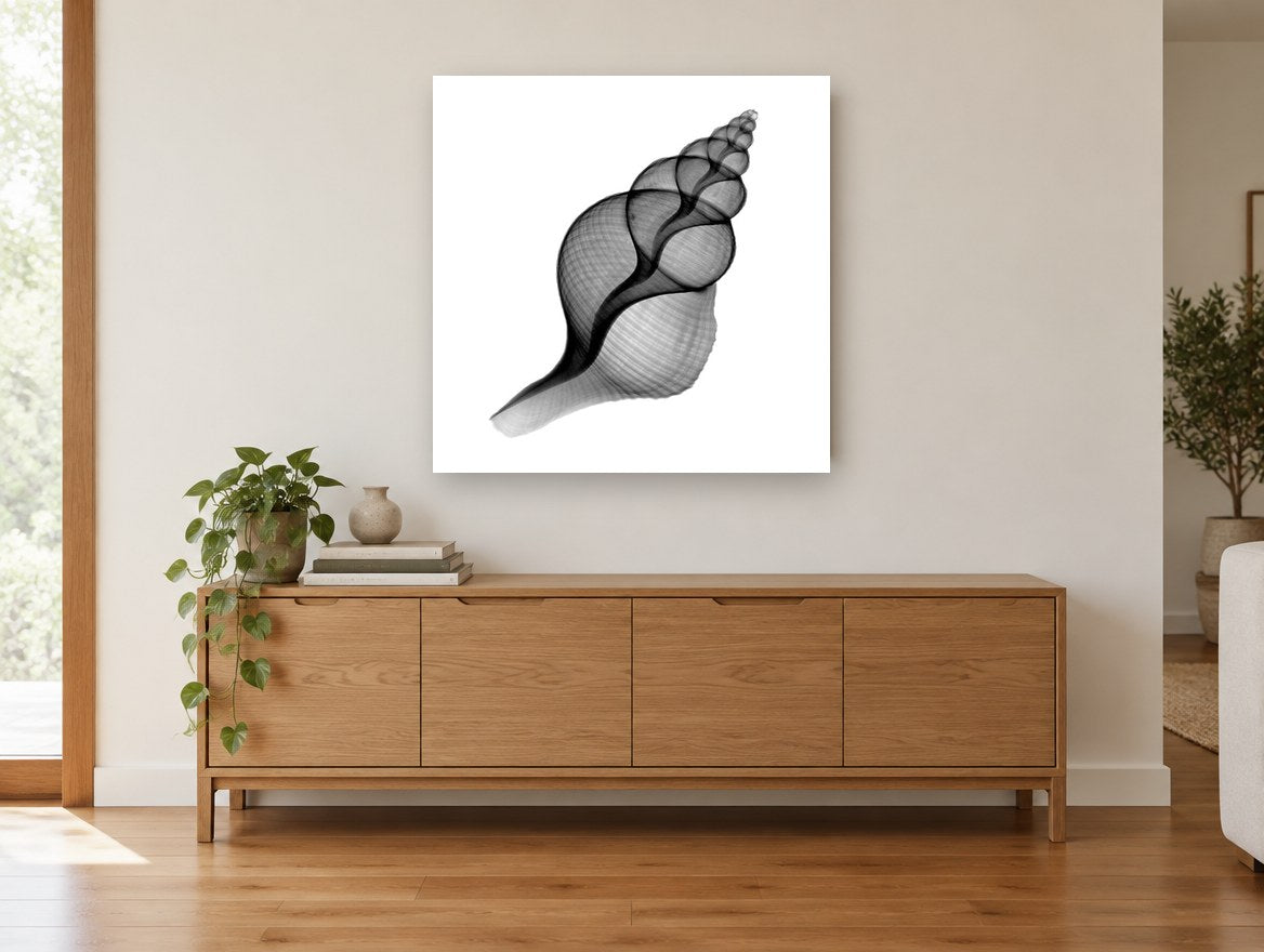 Penion Shell X-Ray coastal canvas print on the wall of a living room above a sideboard