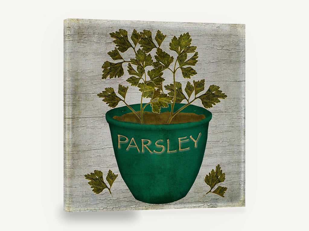 Green Pot Parsley, rustic potted parsley herb, stretched canvas wall art print ready to hang
