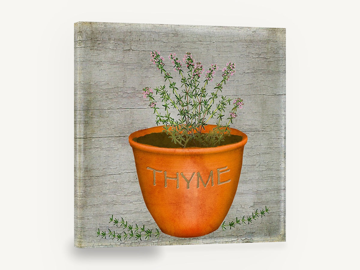Potted Thyme Herb, vintage terracotta thyme herb pot, stretched canvas wall art print ready to hang
