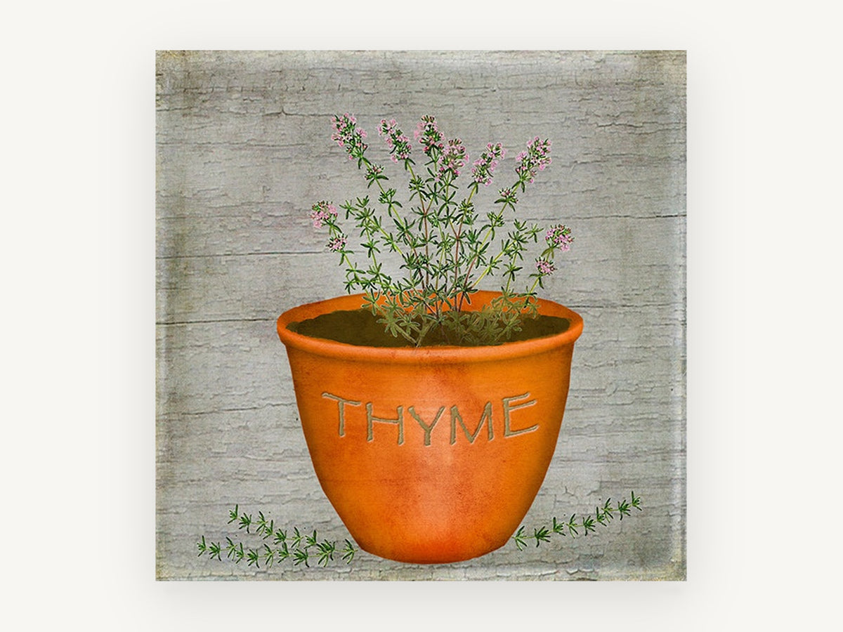Potted Thyme Herb, vintage canvas wall art print, front view
