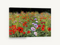 Poppy Meadow Bloom, red and mauve poppy field painting, floral canvas wall art print ready to hang