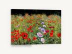 Poppy Meadow Bloom, red and mauve poppy field painting, floral canvas wall art print ready to hang