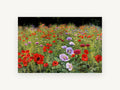 Poppy Meadow Bloom, floral canvas wall art print, front view