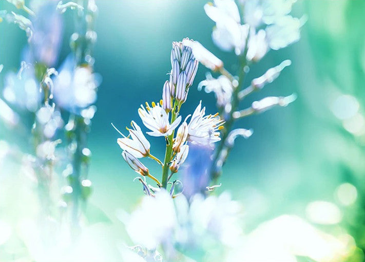 Beautiful Flower Wall Art Print