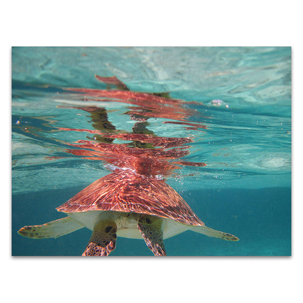 Belize Turtle Wall Art Print