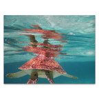 Belize Turtle Wall Art Print