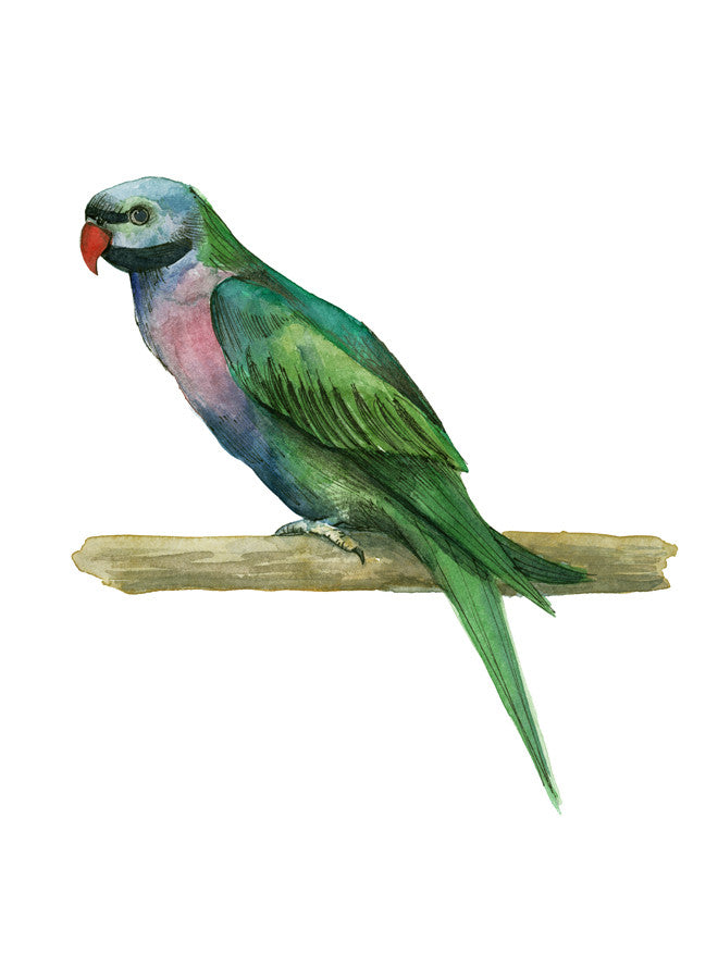 Bird IV Wall Art Print