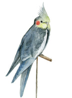 Bird I Wall Art Print