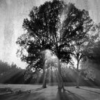 Black and White Trees Wall Art Print