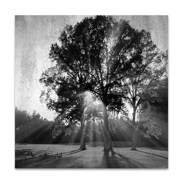 Black and White Trees Wall Art Print