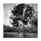 Black and White Trees Wall Art Print