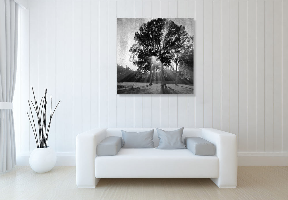 Black and White Trees Wall Art Print on the wall