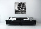 Black and White Trees Wall Art Print on the wall