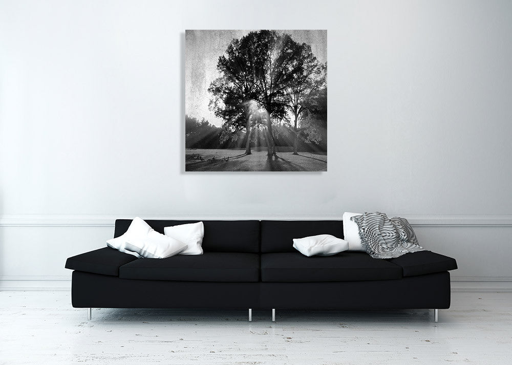 Black and White Trees Wall Art Print on the wall