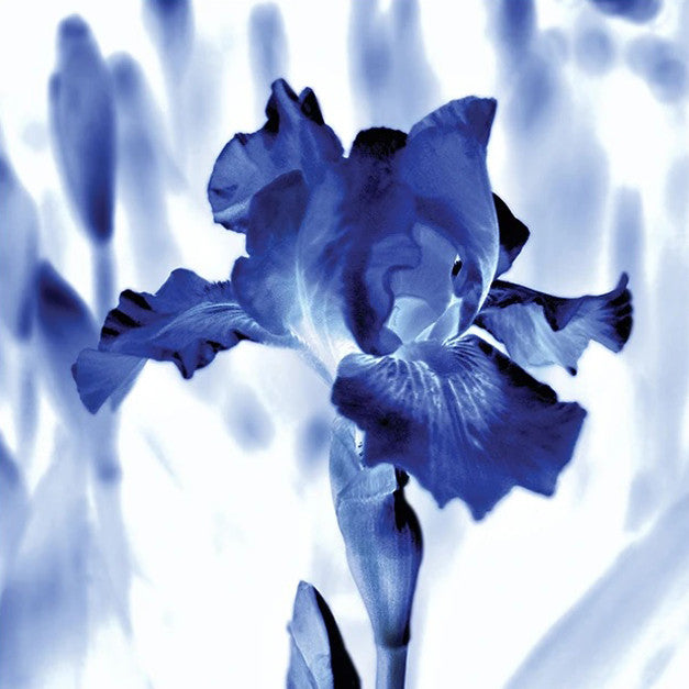 Blue Ice Iris Wall Art Print