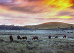 Brumbies in Australia Wall Art Print