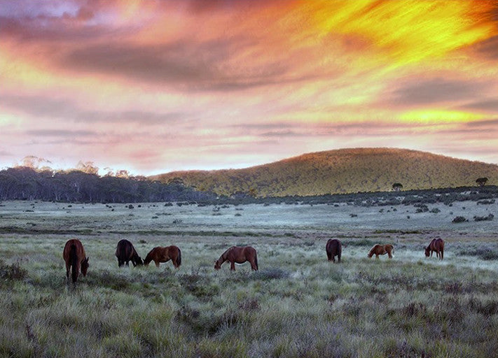 Brumbies in Australia Wall Art Print