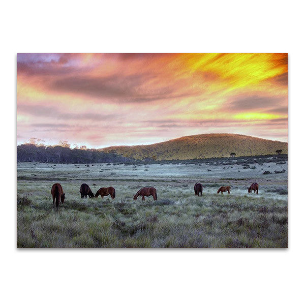 Brumbies in Australia Wall Art Print