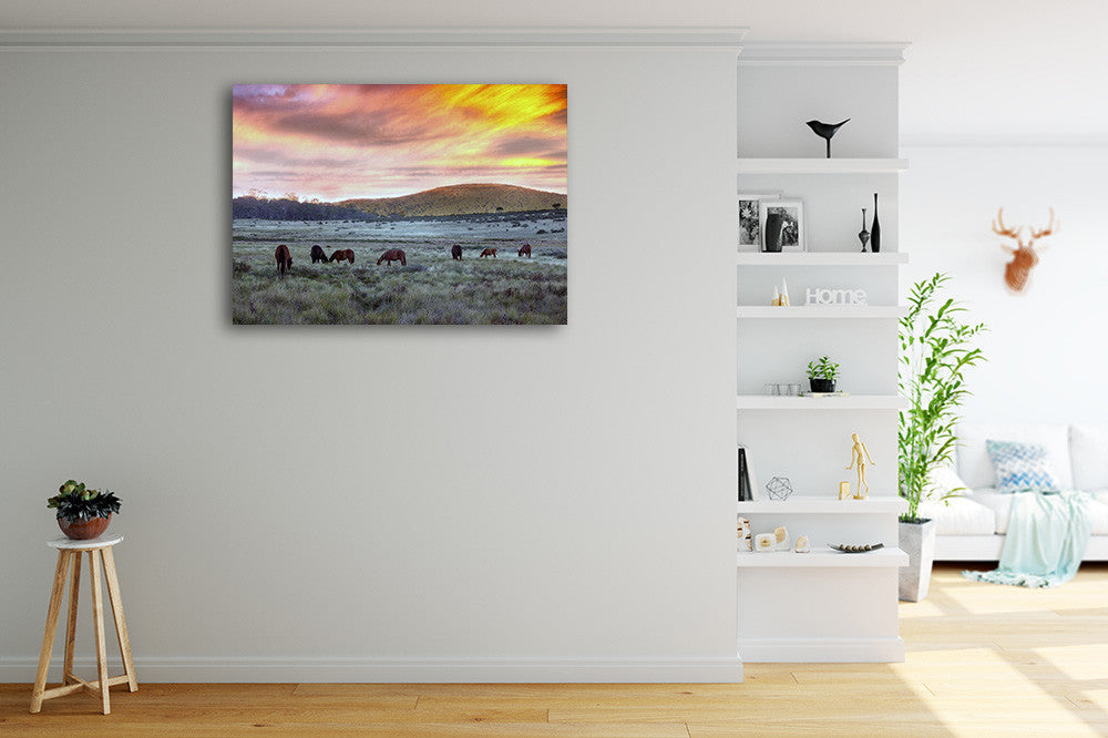 Brumbies in Australia Wall Art Print on the wall