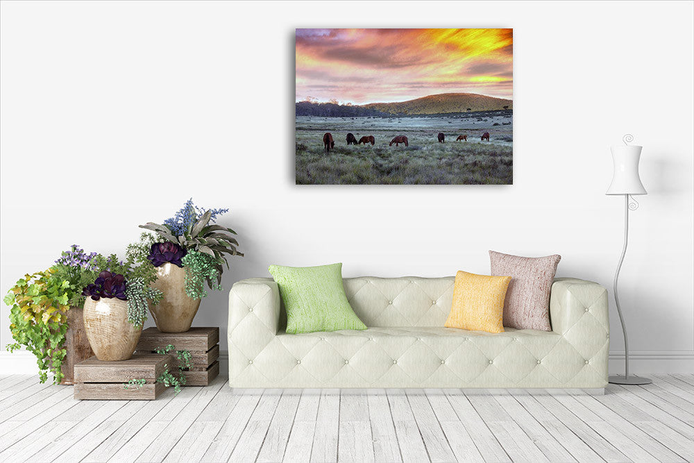 Brumbies in Australia Wall Art Print on the wall