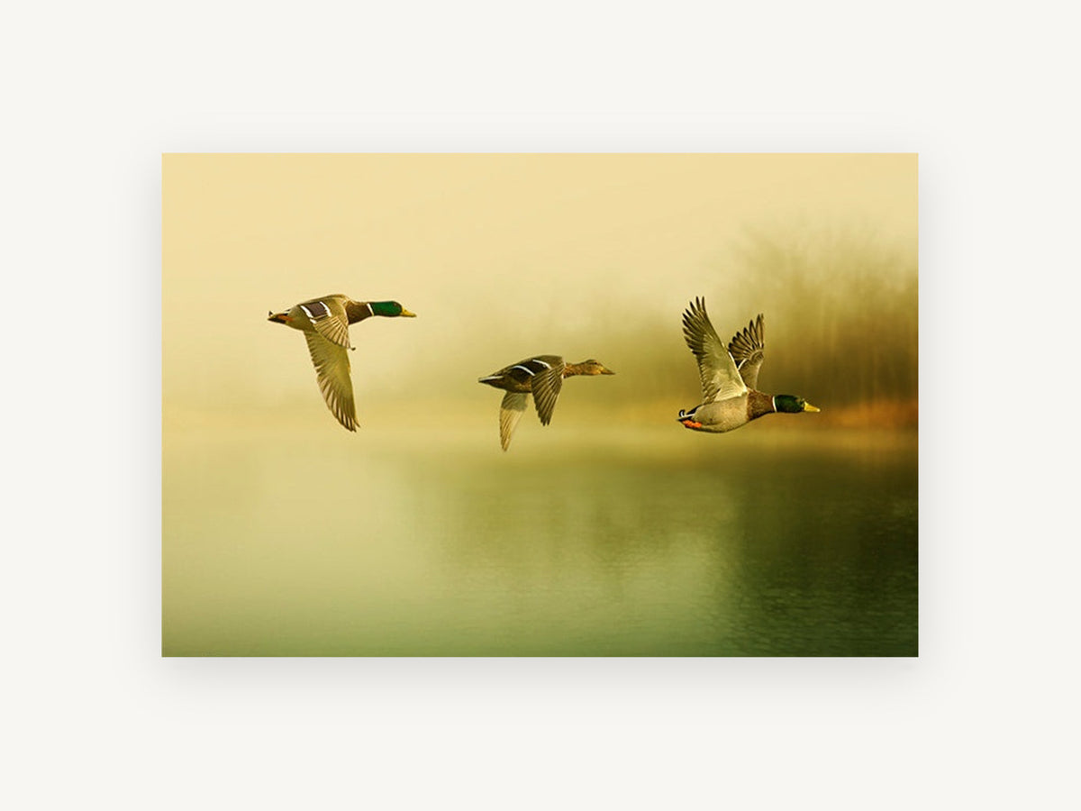 Mallards in Morning Mist, flying mallard ducks over misty lake, landscape canvas wall art print, front view
