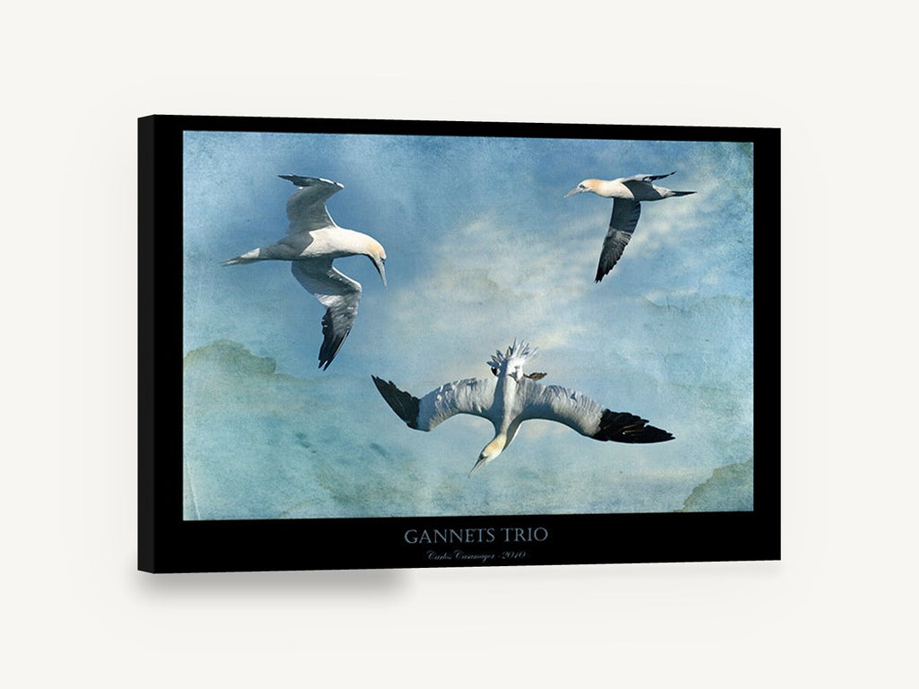 Gannets in Flight, three gannets flying blue sky, coastal canvas wall art print ready to hang