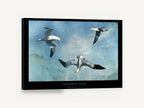Gannets in Flight, three gannets flying blue sky, coastal canvas wall art print ready to hang