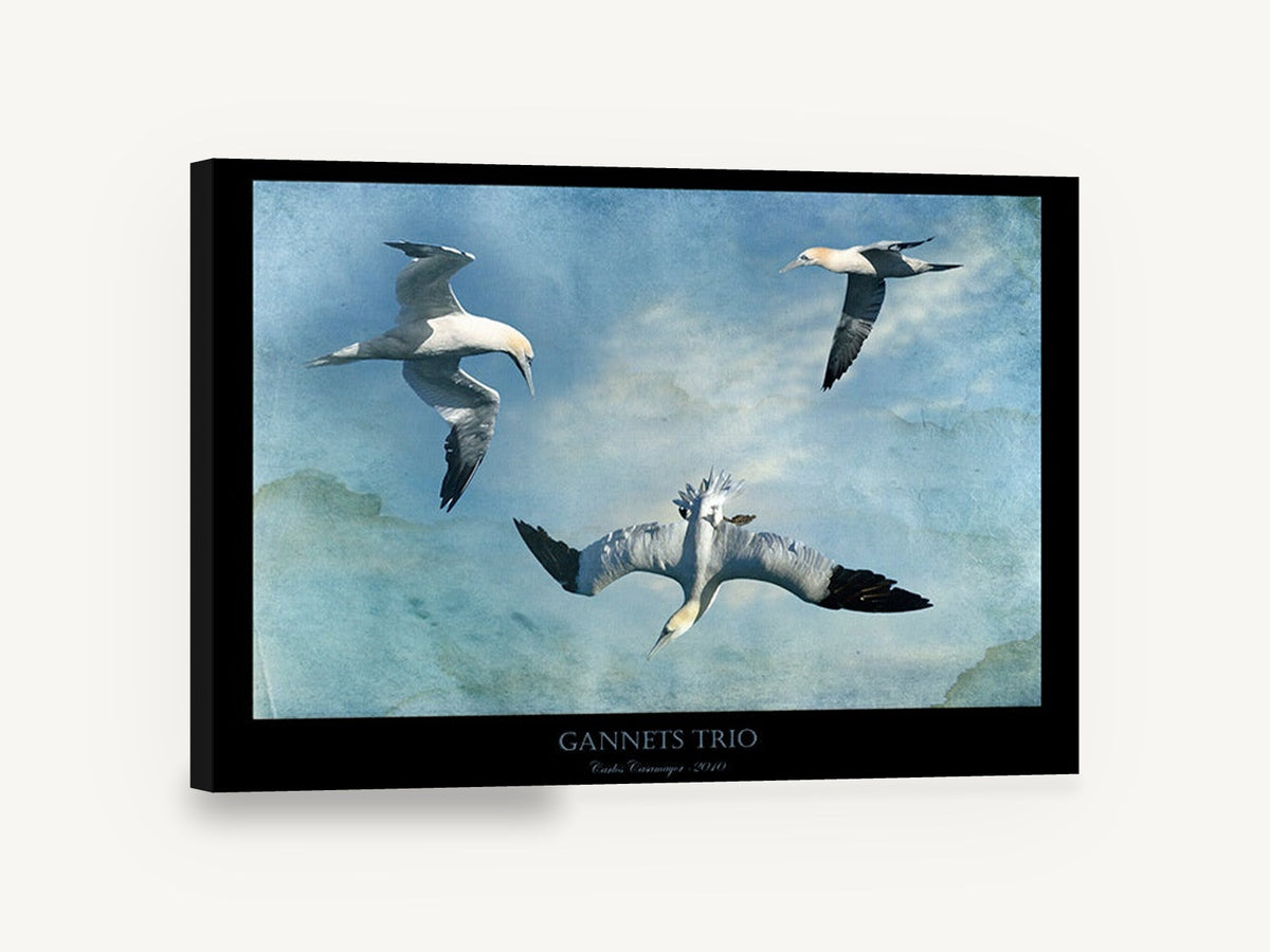 Gannets in Flight, three gannets flying blue sky, coastal canvas wall art print ready to hang