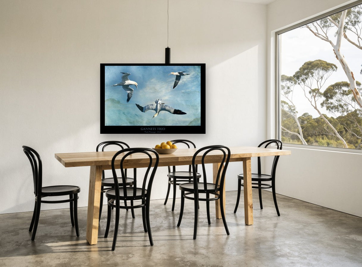 Gannets in Flight coastal canvas print on the wall of a dining room