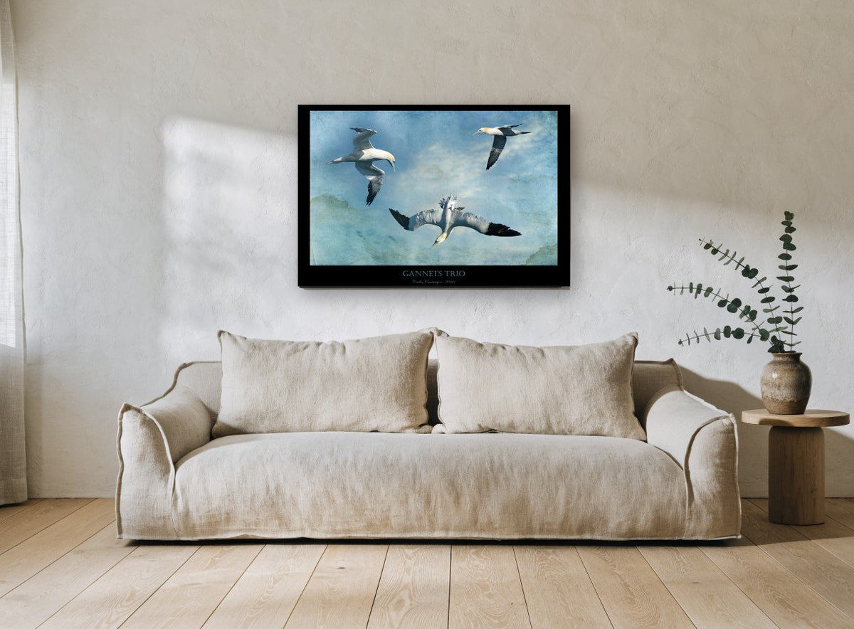 Gannets in Flight coastal canvas print on the wall of a living room